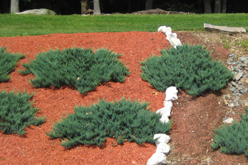 Keep your yard looking fresh with proper mulch installation and maintenance.