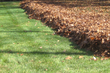 Fall leaf, stick, and debris cleanup and removal. Spring & Fall clean up.